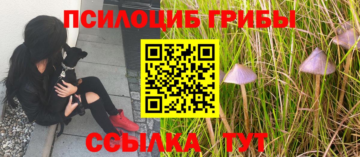 Псилоцибиновые грибы мицелий Белая Калитва